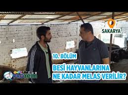 Mermer Tozu Hayvanlar Icin Su Kadar Onemli Youtube