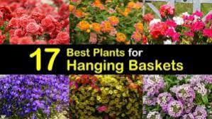 We used to grow trailing nepeta as the cascading foliage subject for hanging baskets. 17 Best Plants For Hanging Baskets