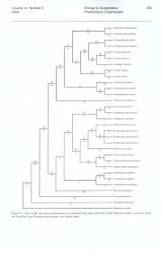 Image result for Kyllingiella microcephala