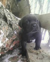 We did not find results for: Mastiff Newfoundland Mix Puppies 8weeks Old For Sale In Spokane Washington Classified Americanlisted Com