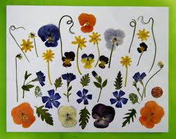 We did not find results for: Pressed Flowers Tips For Pressing And Using Pressed Flowers Part I Minding My P S With Q