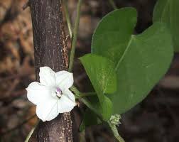Image result for Ipomoea plebeia