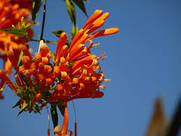 Image result for Pyrostegia