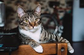 We hope you enjoy our growing collection of hd images to use as a background or home screen for your smartphone or computer. Beautiful Kitten Wallpaper Ct Scan Pictures Noir Pictures Stackposts