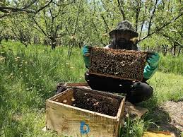 No Pesticides, no PGRs: Kulgam man turns honey bees into weapons ...