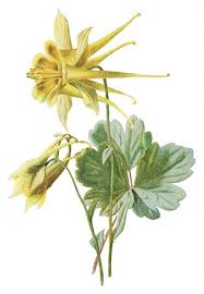 Quebec rhode island south carolina south dakota saskatchewan tennessee texas utah virginia virgin islands vermont washington wisconsin west virginia wyoming yukon. 79 Washington State Native Wildflowers Ideas Washington State Wild Flowers Native Plants
