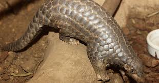 Our goal is to raise awareness of pangolins through art, and inspire public. Il Pangolino Minacciato Di Estinzione Per Colpa Dell Uomo Il Bo Live Unipd