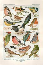 Vintage Bird Print Natural History Antique Illustration Bird Feathers Gold Finch Sparrow Wren Robin Feathers Gull Bird Prints Bird Illustration Vintage Birds