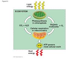 The carriers for energy and high energy. 09 Cellular Respiration