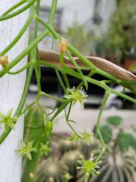 Image result for Bowiea volubilis