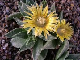 Image result for Nananthus vittatus
