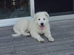We ask for a $100 non refundable deposit to reserve a puppy and they are. Our Puppy General He Is A Great Pyrenees Akbash And Anatolian Shepherd Mix Akbash Dog Great Pyrenees Akbash