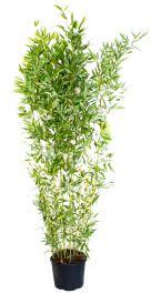 This is because clumping bamboo clumps and it tolerates heat, cold, and wind really well. Bamboo Plants 20 From 26 99