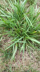 Tall fescue shares a symbiotic relationship with a fungus known as endophyte. the fungus lives in the cells of the grass but does no damage to the host. Coarse Tall Fescue Grass Clumps Ask An Expert