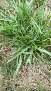 Tall fescue shares a symbiotic relationship with a fungus known as endophyte. the fungus lives in the cells of the grass but does no damage to the host. Coarse Tall Fescue Grass Clumps Ask An Expert