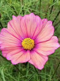 Image result for Cosmos bipinnatus