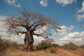 Image result for Malvaceae subfamily Bombacoideae