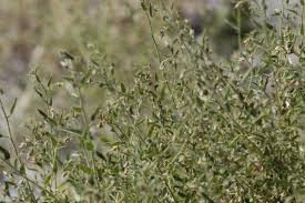 Image result for Hermannia glanduligera