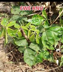 Image result for Vitex thyrsiflora