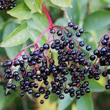 Maybe you would like to learn more about one of these? John Adams Elderberry Shrub Pairs For Sale Fastgrowingtrees Com