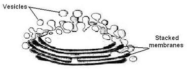Cells The Cytoplasm Organelles Wikieducator All golgi apparatus artwork ships within choose your favorite golgi apparatus designs and purchase them as wall art, home decor. cells the cytoplasm organelles