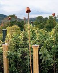 Bird Netting For Blueberries Bird Netting To Protect Berries Berry Garden Berry Bushes Fruit Bushes
