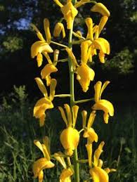 Image result for Eulophia arenicola