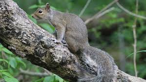Image result for squirrel