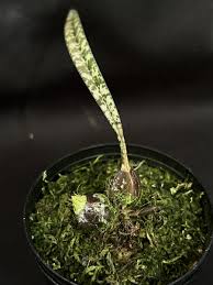 Image result for Oeceoclades decaryana