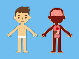 Check spelling or type a new query. Conoce El Cuerpo Humano En Profundidad Eres Mama