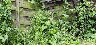 Check spelling or type a new query. Are Dangerous Weeds Hiding In Your Garden Find Out More