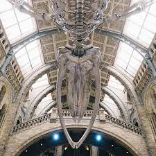 national history museum 子供が大きくなったらきっとこういう所喜ぶんだろうなー ロンドンの博物館や美術館は無料で入れる所が多くとっても素晴らしいことだなぁって思います london ロンドン イギリス eiffel tower inside eiffel tower eiffel