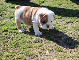 They are loved from birth and are socialized and happy. Healthy English Bulldog Puppies For Adoption For Sale In Los Angeles California Classified Americanlisted Com