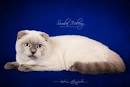 Scottish Fold cinsi Blue Point yavrumuz Snow