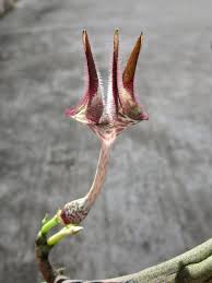 Image result for Ceropegia rubella