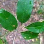 Image result for Canthium inerme