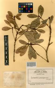 Image result for Synsepalum passargei