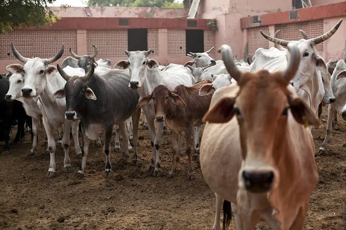 भारत: क़ानूनन कहां-कहां हो सकती है गो हत्या? - BBC News हिंदी