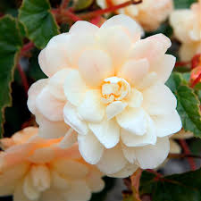 More plants african violets apples azaleas and rhododendrons beans begonias brugmansias camellias cannas carrots clematis coleus corn crepe myrtles cucumbers daffodils dahlias daylilies fuchsias gladiolus hardy geraniums heucheras hibiscus. Begonia Chardonnay P