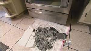For oven glass with more stubborn stains, a homemade oven cleaner may not do the trick. 2 Investigators Glass Oven Doors Shattering Without Warning Youtube
