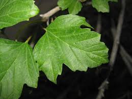 Find the perfect three lobed leaves stock photo. Viburnum Species Comparison