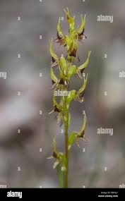 Image result for Sclerodactylon macrostachyum