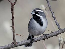We did not find results for: Black Throated Sparrow Identification All About Birds Cornell Lab Of Ornithology