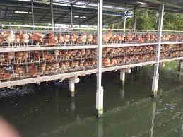 Tapi satu hal yang kebanyakan pemula tidak tahu adalah bahwa. Peluang Usaha Ternak Ayam Petelur Tasikmalaya Home Facebook