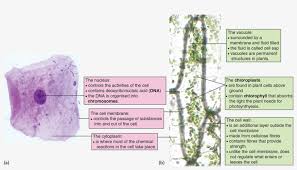 Maybe you would like to learn more about one of these? 1 A Simple Animal Cell And B A Plant Leaf Cell Plant Cell Png Image Transparent Png Free Download On Seekpng