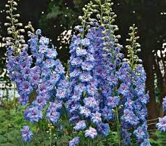 Delphinium Elatum Blue Lace White Flower Farm Delphinium Beautiful Flowers