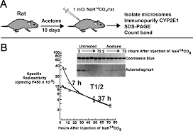 cyp2e1 drug metabolism disposition