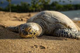 This service is a partnership between the university of florida institute of food and agricultural sciences (uf/ifas), the u.s. Sleeping Turtle Nature Discovery