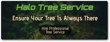 A sharp angled cut will be made on one side of the tree then cut from the other side to force the tree to fall in the designated direction. Tree Trimming Shelby Charter Township Tree Pruning Mi Tree Cutting Service 48316 Halo Tree Service