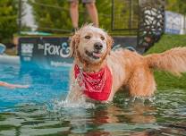 2026 Dog Festival : Dogs Gone Country